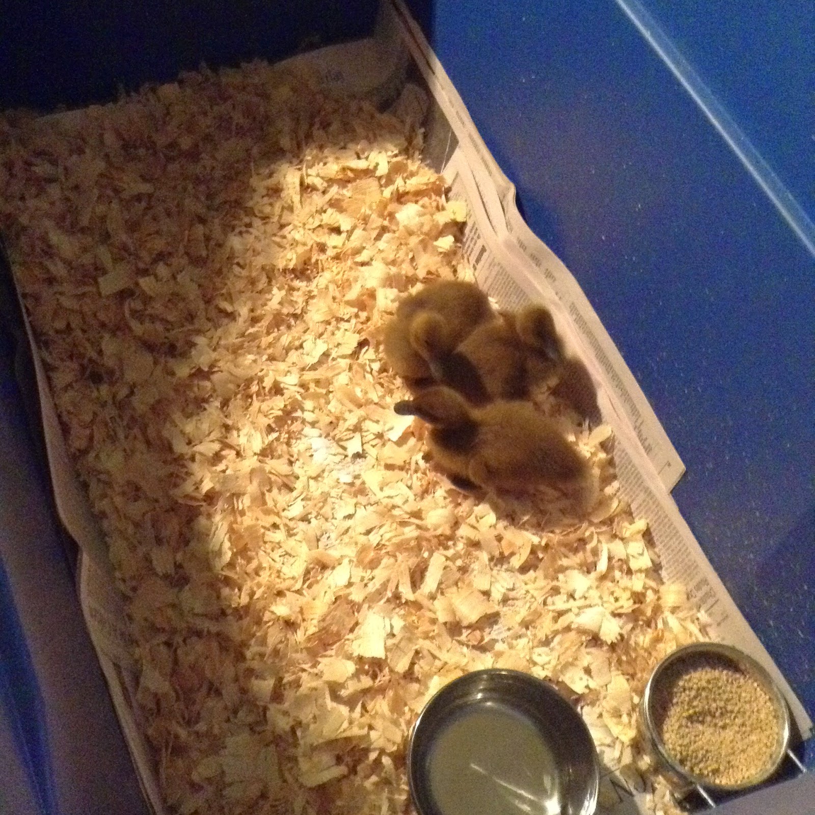 Raising Ducklings To Ducks | BackYard Chickens - Learn How to Raise